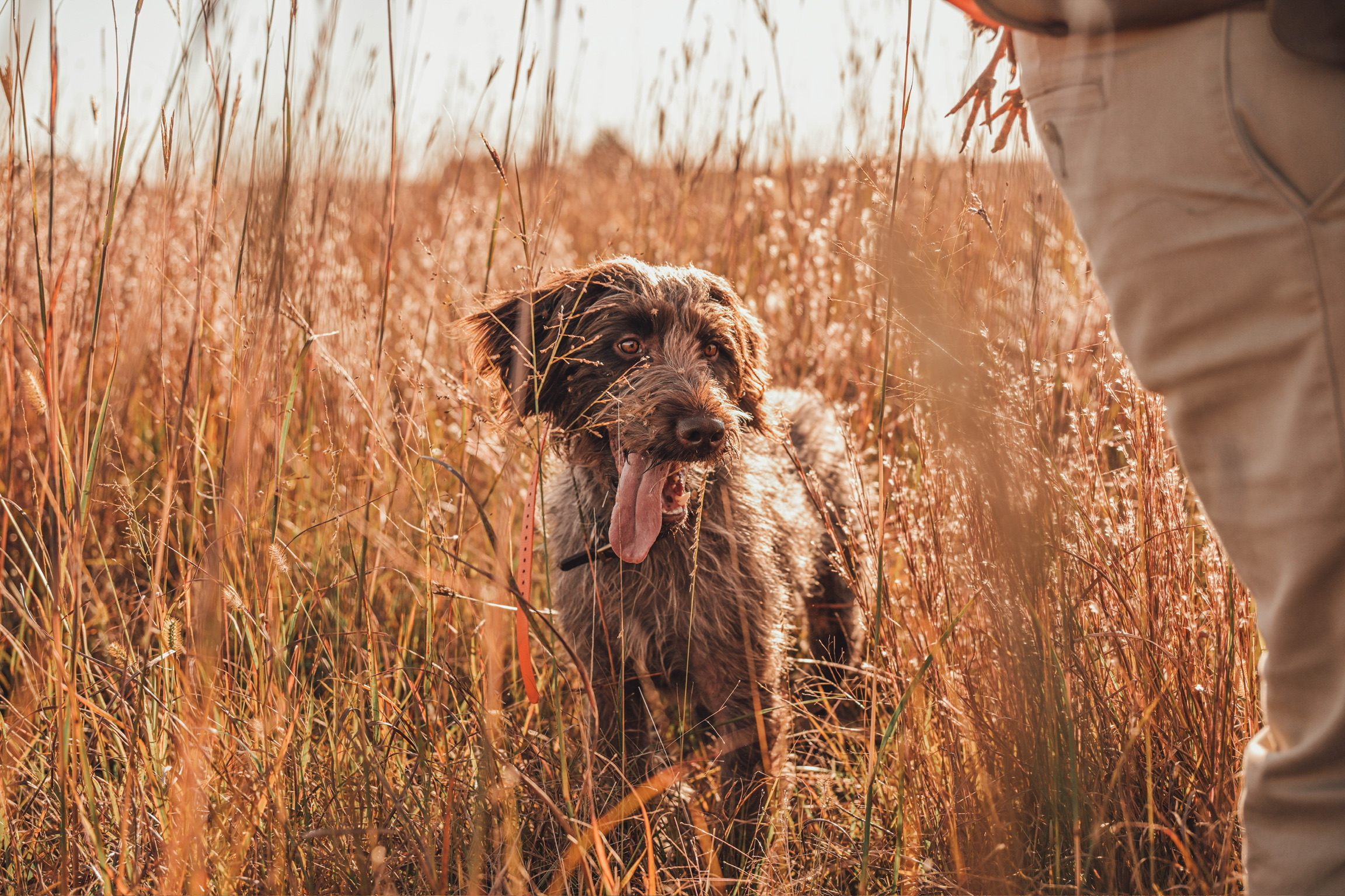 Upland bird dog in the field