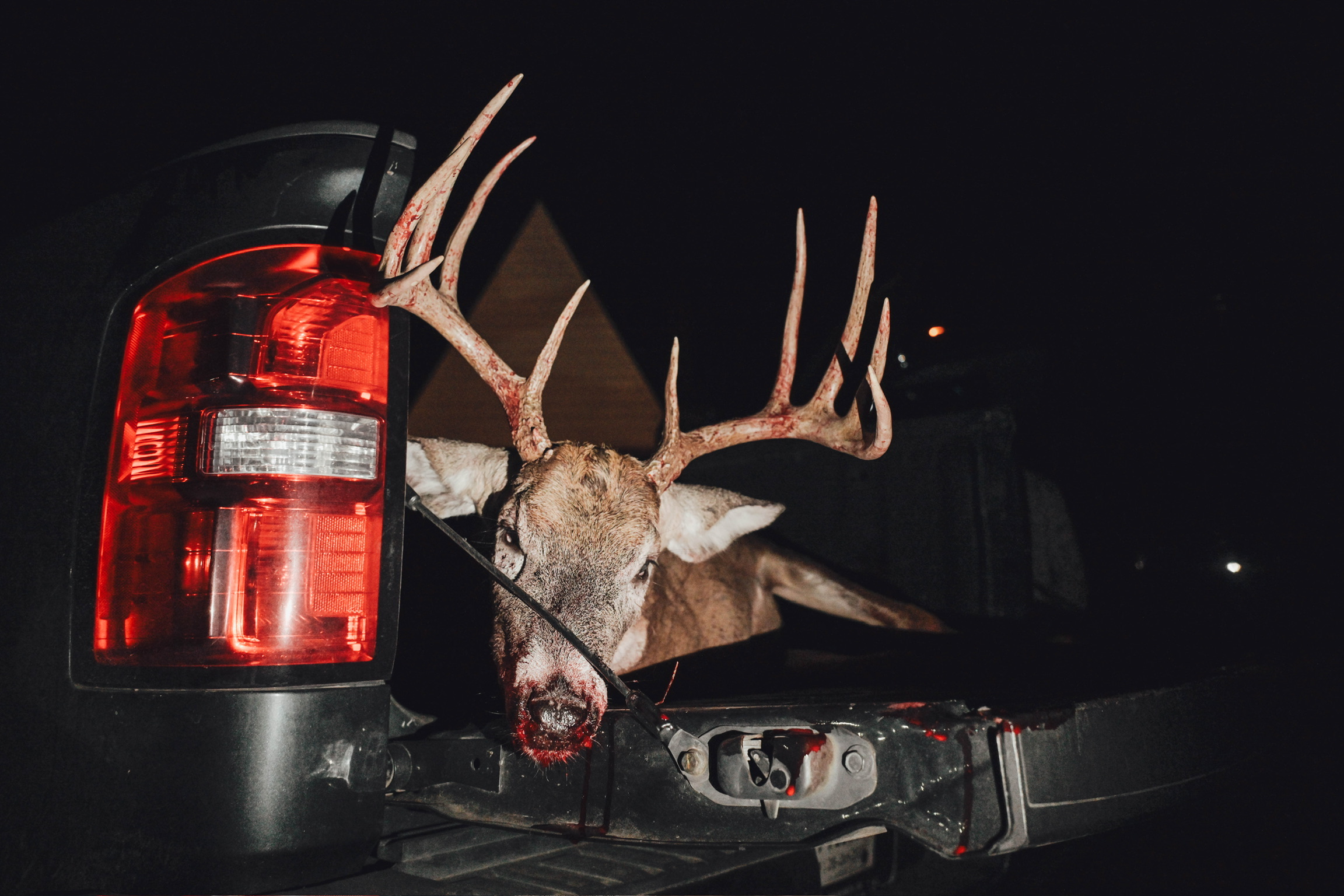A mature whitetail buck