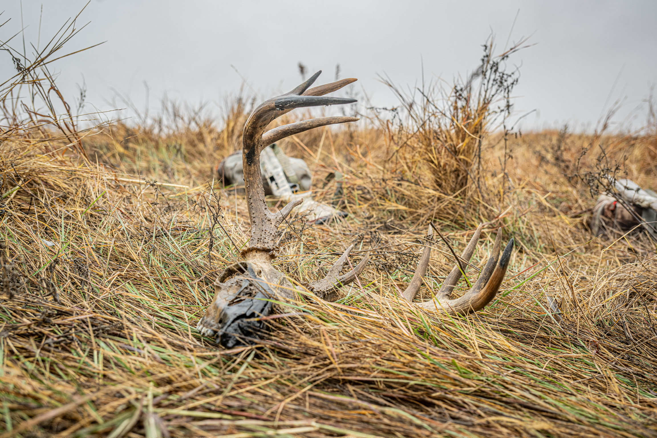 Whitetail antlers at golden hour