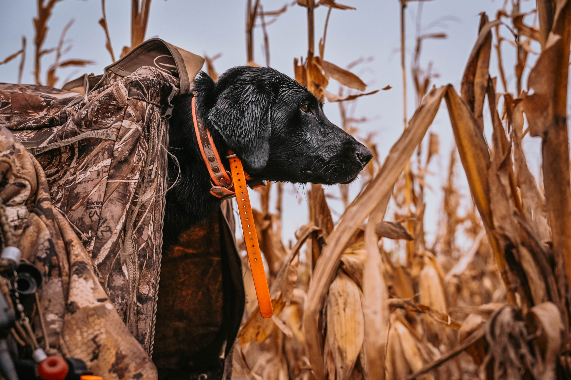 Black lab in the corn