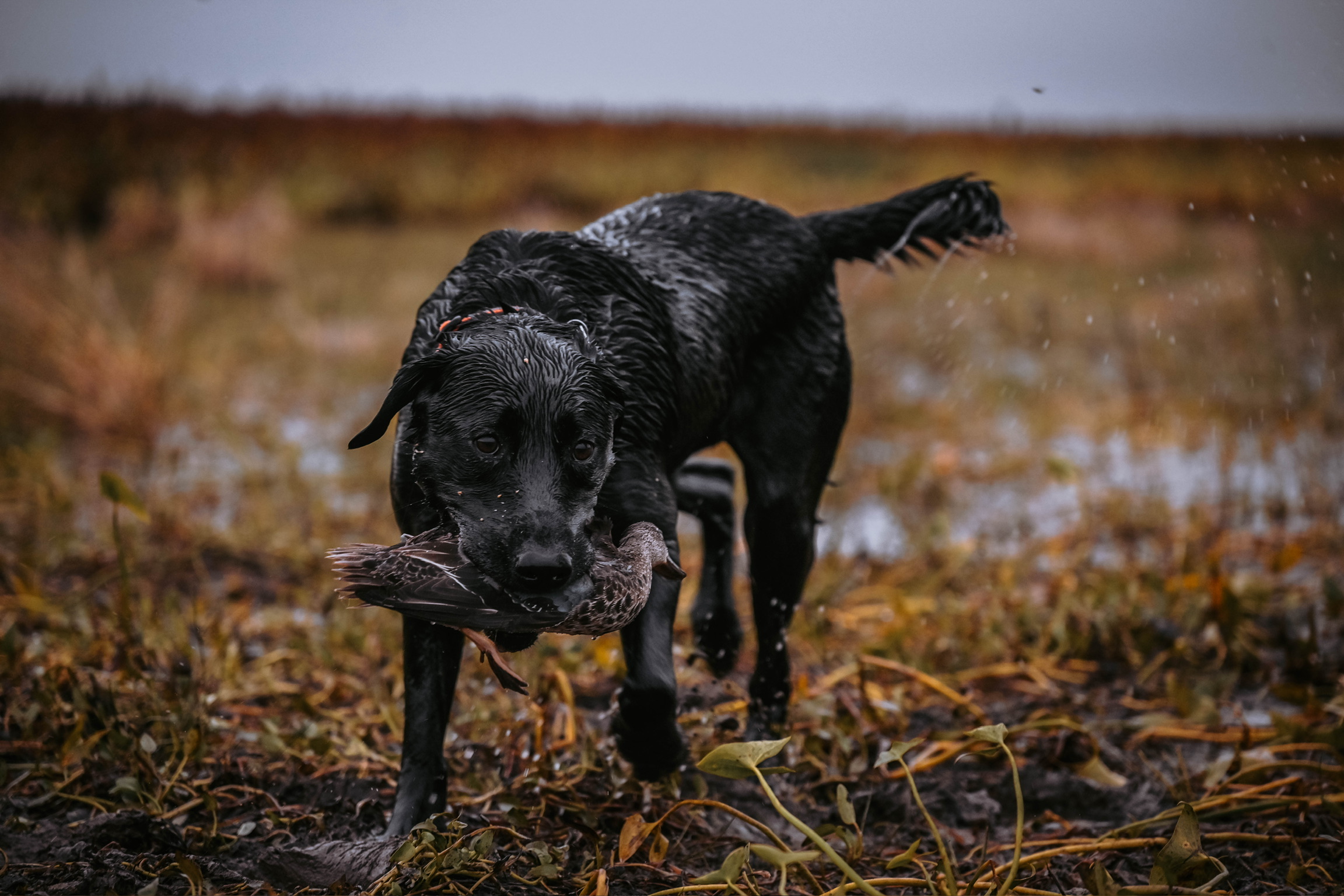 Bird dog working the field