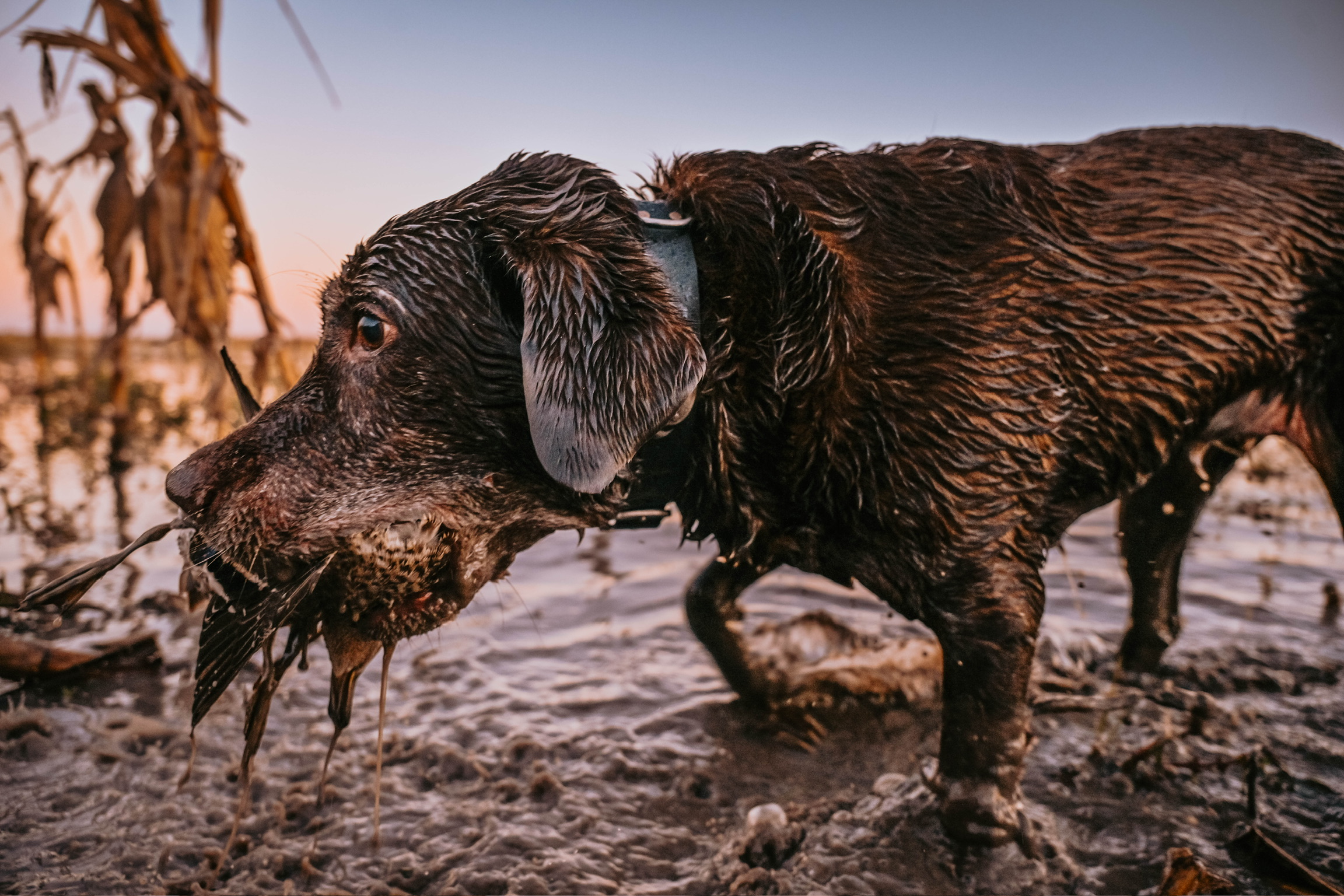 Lab in the water