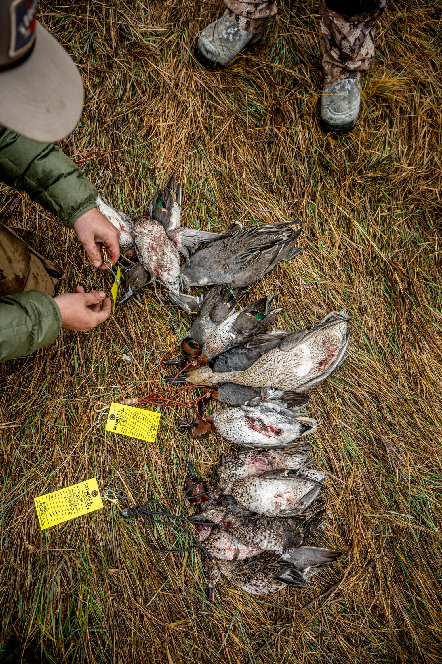 A strap of mallards