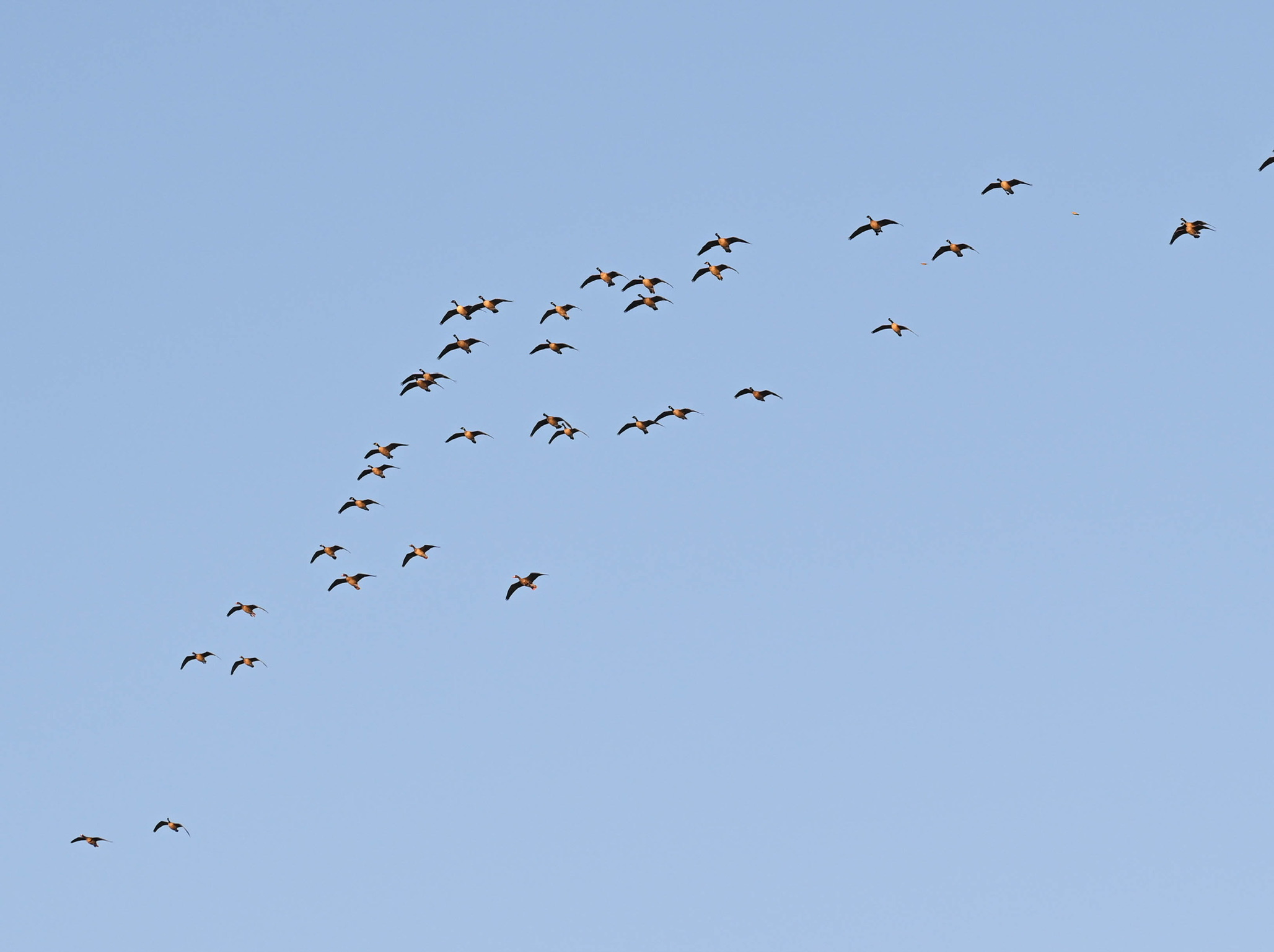 Ducks in flight over the spread
