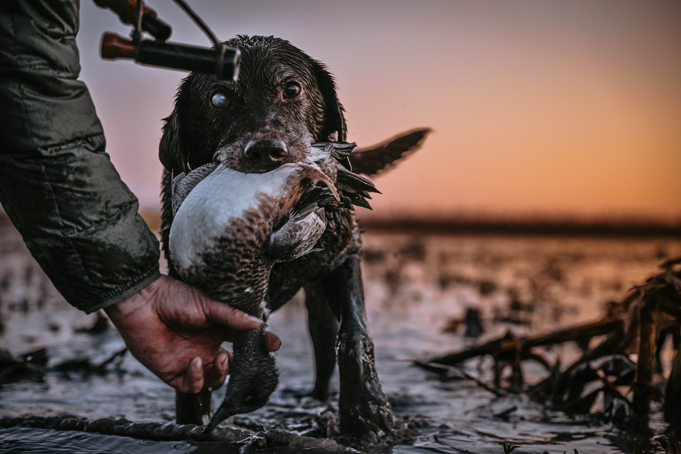 A bird dog with a duck at sunset