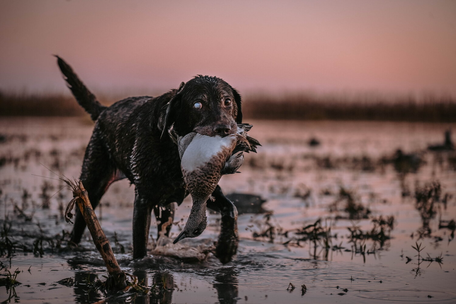 Lab in the field