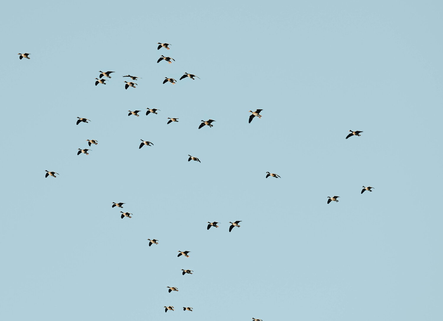 Geese in flight