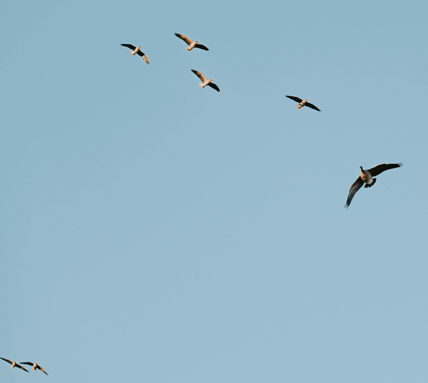 Ducks in flight