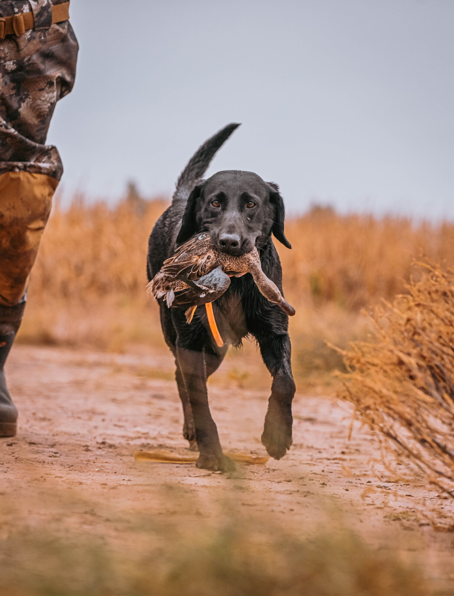 Retriever in the field