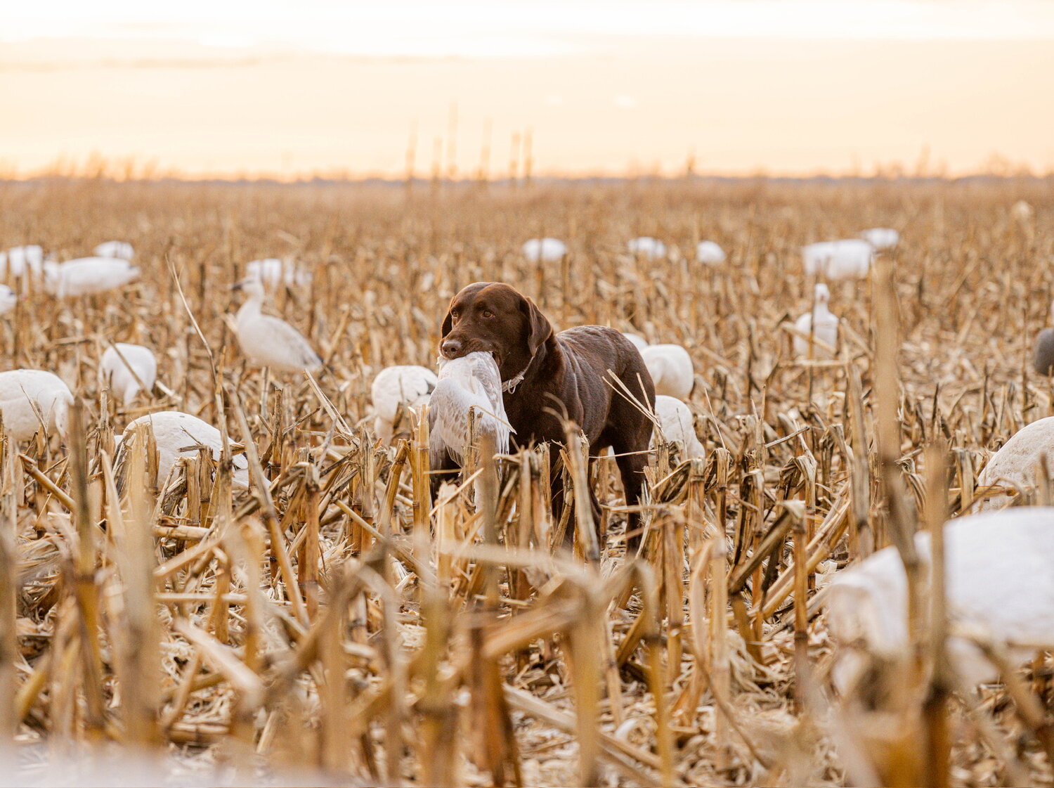 Snow geese over the spread