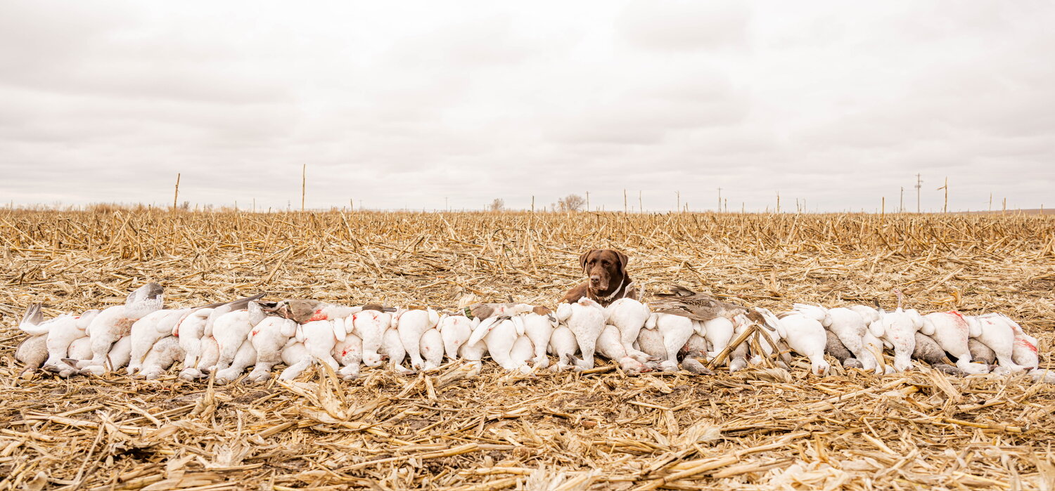 Snow goose spread
