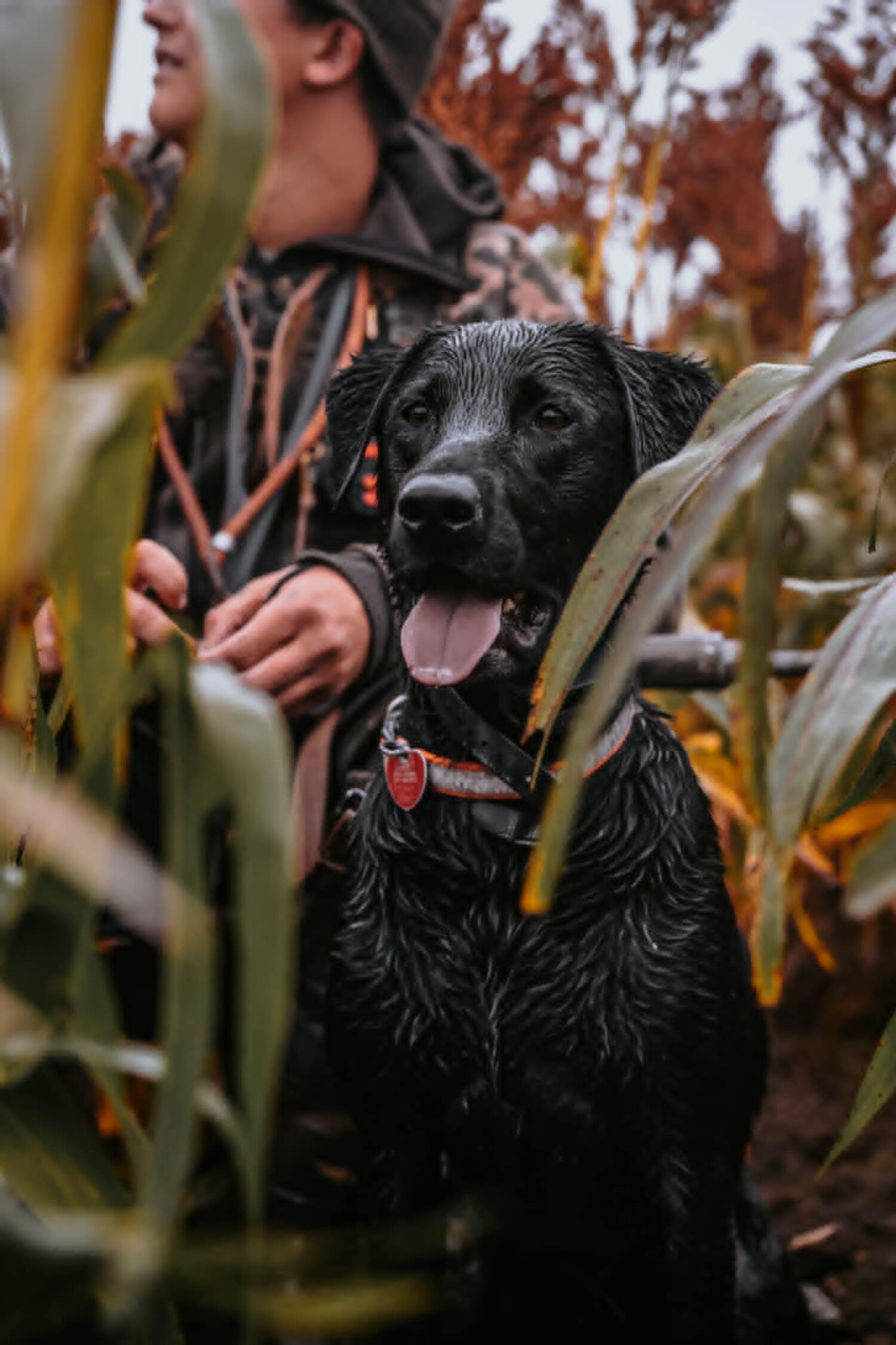 Lab in the corn