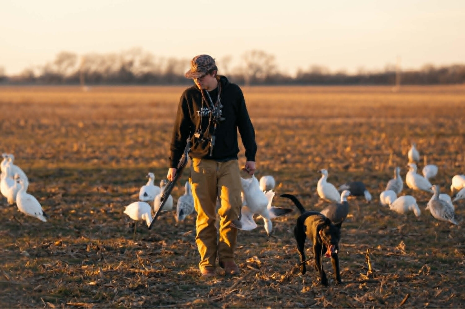 Working the snow goose spread