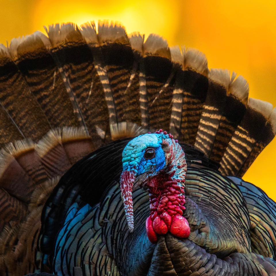Strutting tom at golden hour